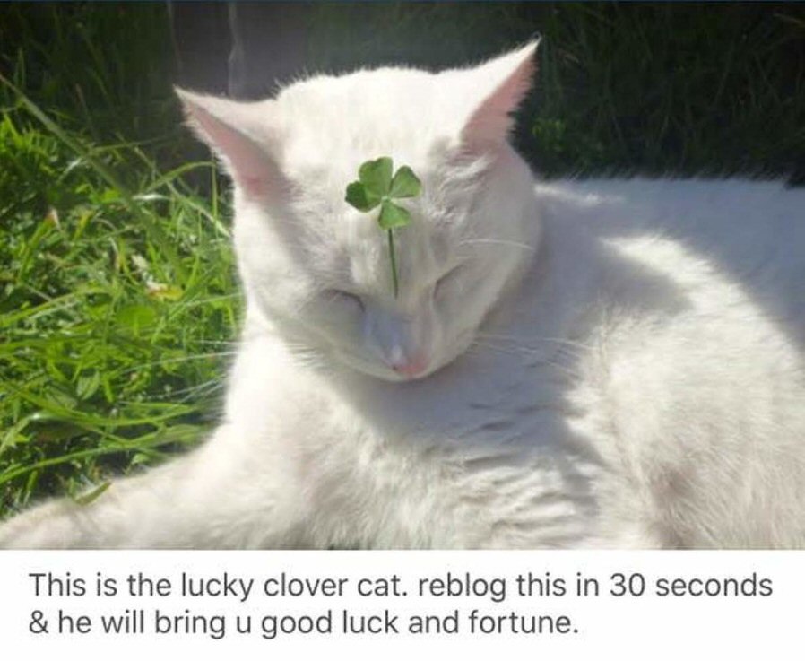 Luck cat.jpg